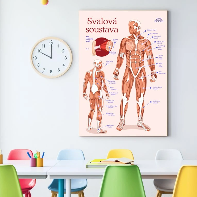 Nástěnný plakát - Svalová soustava